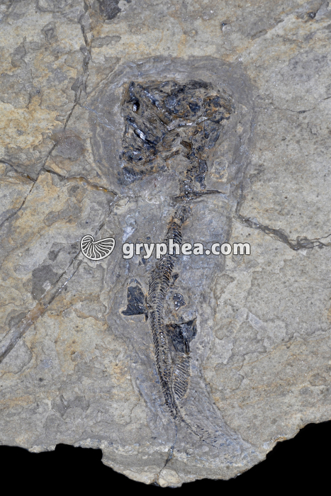 Poisson cuirassé (Bothryolepis) - gryphea.com